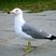 Black-tailed Gull
